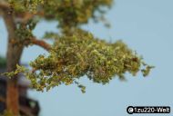 Detail eines Astes des jungen Baum
